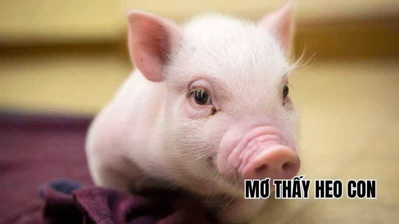 Heo con là hình ảnh gắn với sự no đủ, sinh sôi, tài lộc và cuộc sống sung túc