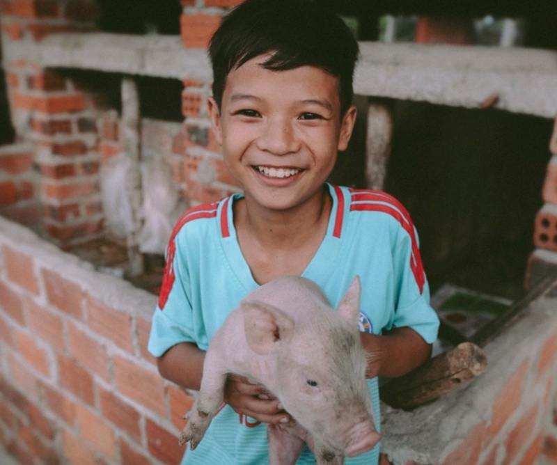 Mơ thấy bế heo con đánh các cặp 24 – 42, 26 – 62 và 38 – 68