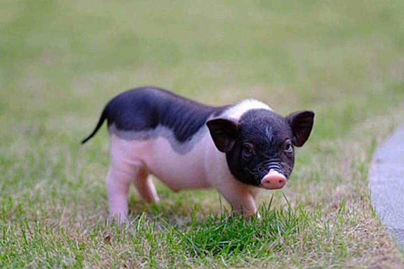 Mơ thấy mua heo con đánh cặp 32 - -23, 52 – 25 và 16 – 61